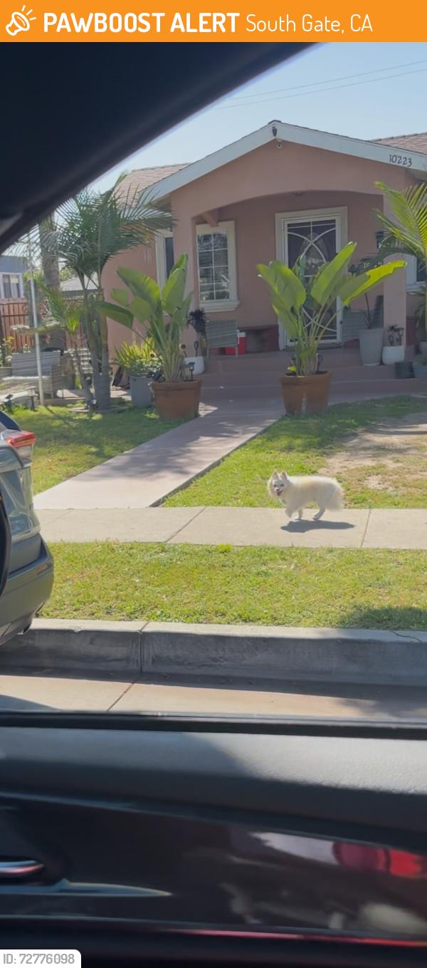 Found/Stray Male Dog last seen Tweety blvd, South Gate, CA 90280