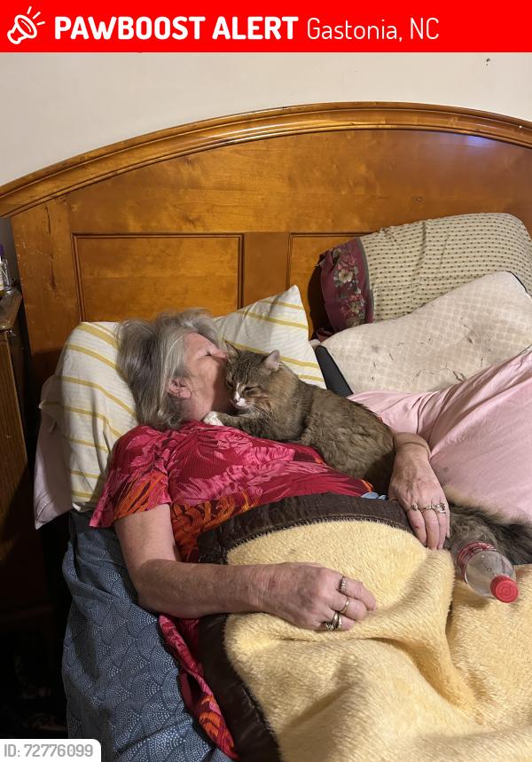 Lost Male Cat last seen Goble st Burchfield, Gastonia, NC 28056