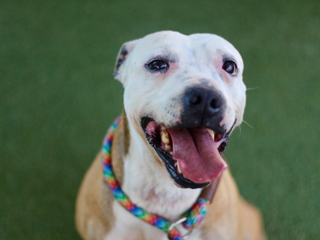 Shelter Stray Male Dog last seen , Los Angeles, CA 90025