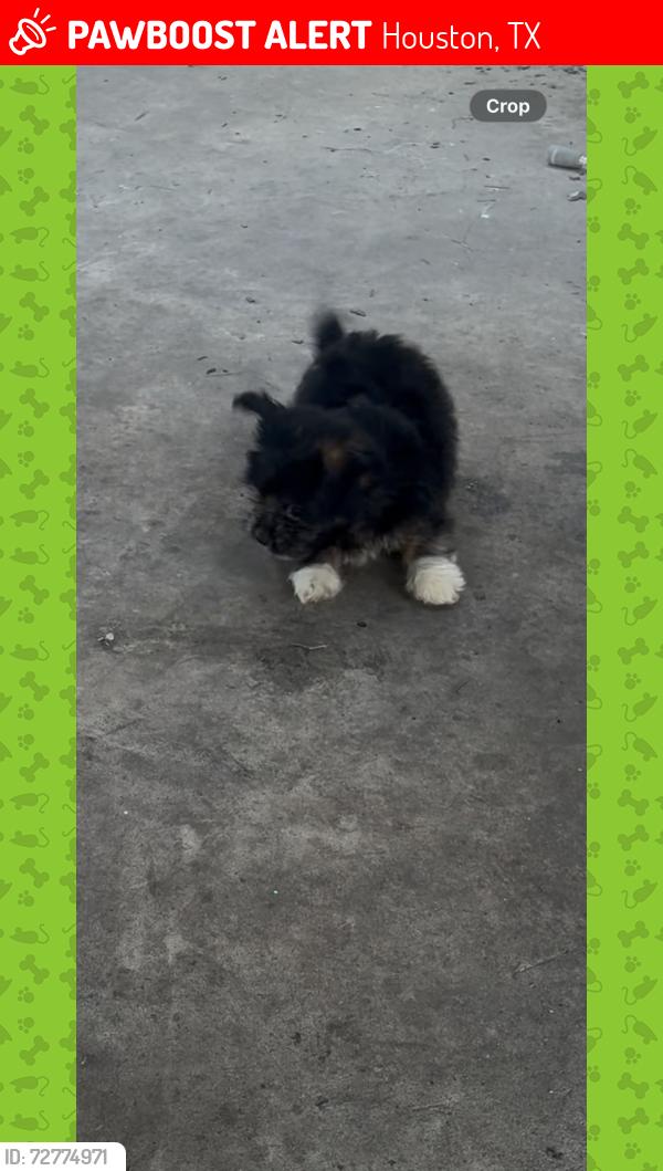 Lost Male Dog last seen Near Burkett st and cleburne st , Houston, TX 77004