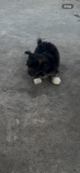 Lost Male Dog last seen Near Burkett st and cleburne st , Houston, TX 77004