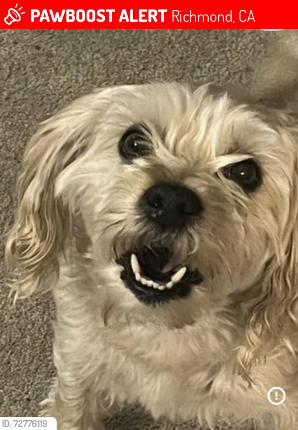 Lost Male Dog last seen Cutting Blvd, Richmond, CA 94804
