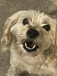 Lost Male Dog last seen Cutting Blvd, Richmond, CA 94804