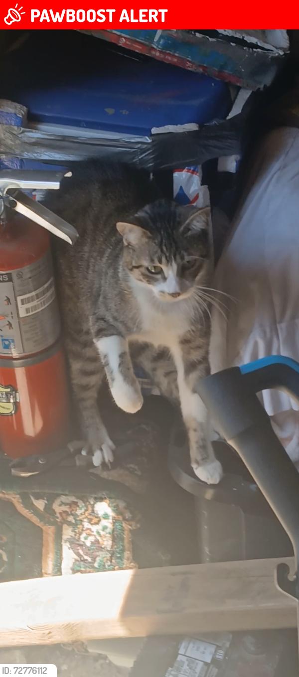 Lost Female Cat last seen Old 395 highway and Camino Delray ray, San Diego County, CA 92026
