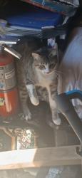 Lost Female Cat last seen Old 395 highway and Camino Delray ray, San Diego County, CA 92026