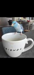 Lost Male Bird last seen Arthur fach and townline, Cambridge, ON 