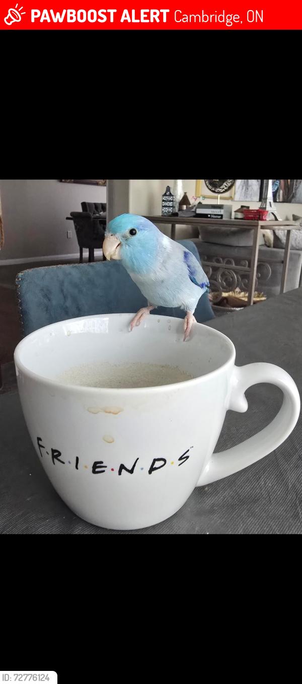 Lost Male Bird last seen Arthur fach and townline, Cambridge, ON 