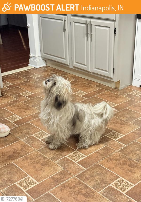 Found/Stray Female Dog last seen 16th st by Popeyes, Indianapolis, IN 46222