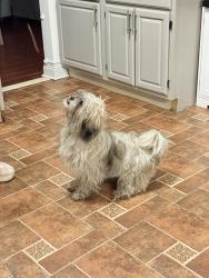 Found/Stray Female Dog last seen 16th st by Popeyes, Indianapolis, IN 46222