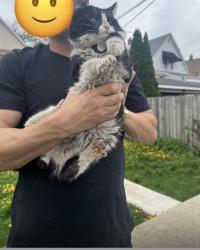 Found/Stray Unknown Cat last seen 44th street/ Albany Ave , Chicago, IL 60632