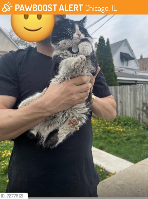 Found/Stray Unknown Cat last seen 44th street/ Albany Ave , Chicago, IL 60632