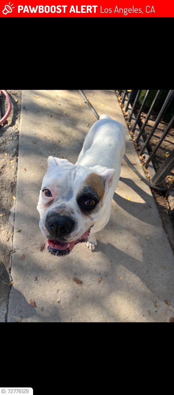 Lost Female Dog last seen Shoup and Burbank Ave, Los Angeles, CA 91367