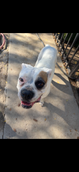 Lost Female Dog last seen Shoup and Burbank Ave, Los Angeles, CA 91367