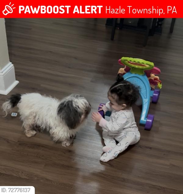 Lost Female Dog last seen Yunkins st, Hazle Township, PA 18202