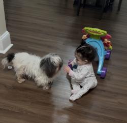 Lost Female Dog last seen Yunkins st, Hazle Township, PA 18202