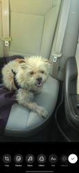 Found/Stray Male Dog last seen near Scooters on South MJ road, Mt. Juliet, TN 37122