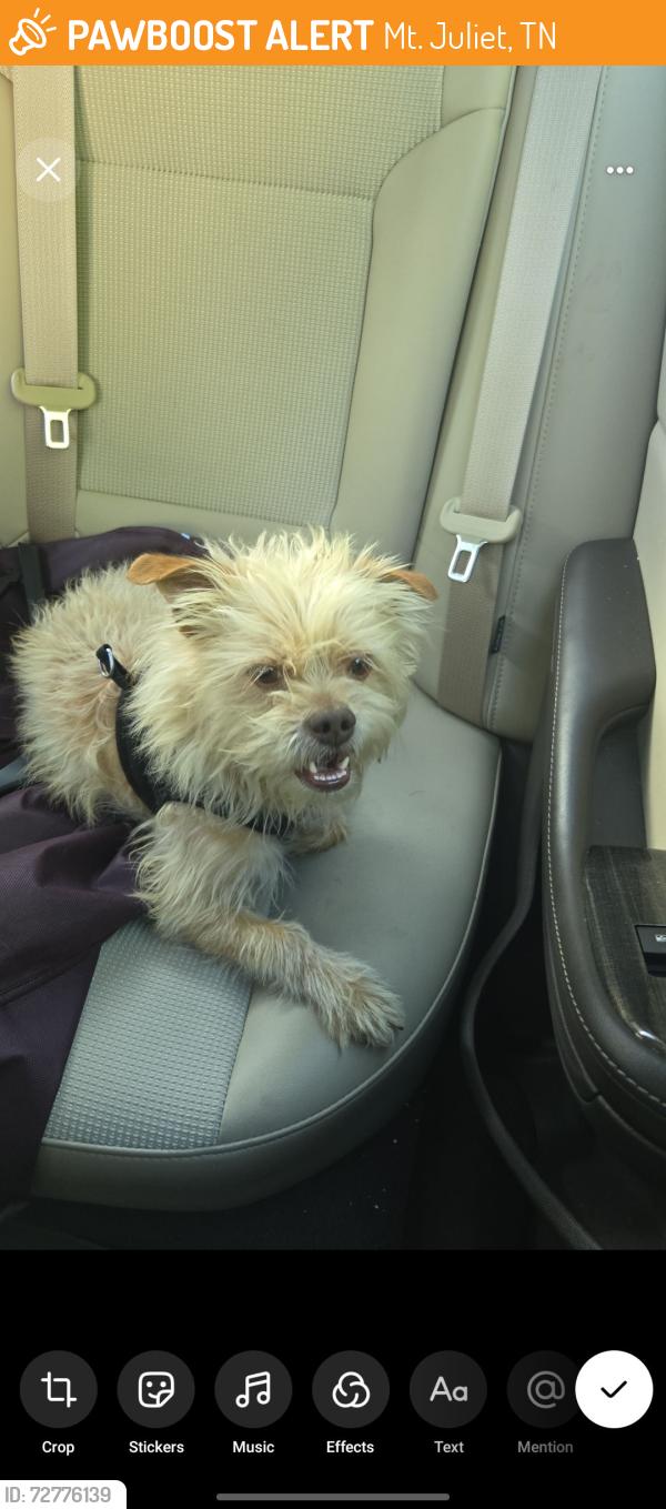 Found/Stray Male Dog last seen near Scooters on South MJ road, Mt. Juliet, TN 37122
