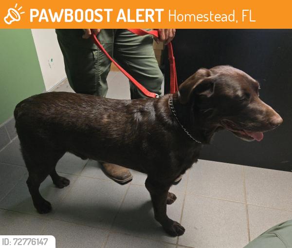 Found/Stray Male Dog last seen hmstd, Homestead, FL 33030