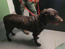 Found/Stray Male Dog last seen hmstd, Homestead, FL 33030
