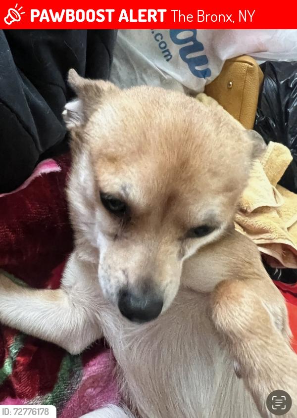 Lost Female Dog last seen River park towers , The Bronx, NY 10453