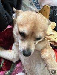 Lost Female Dog last seen River park towers , The Bronx, NY 10453