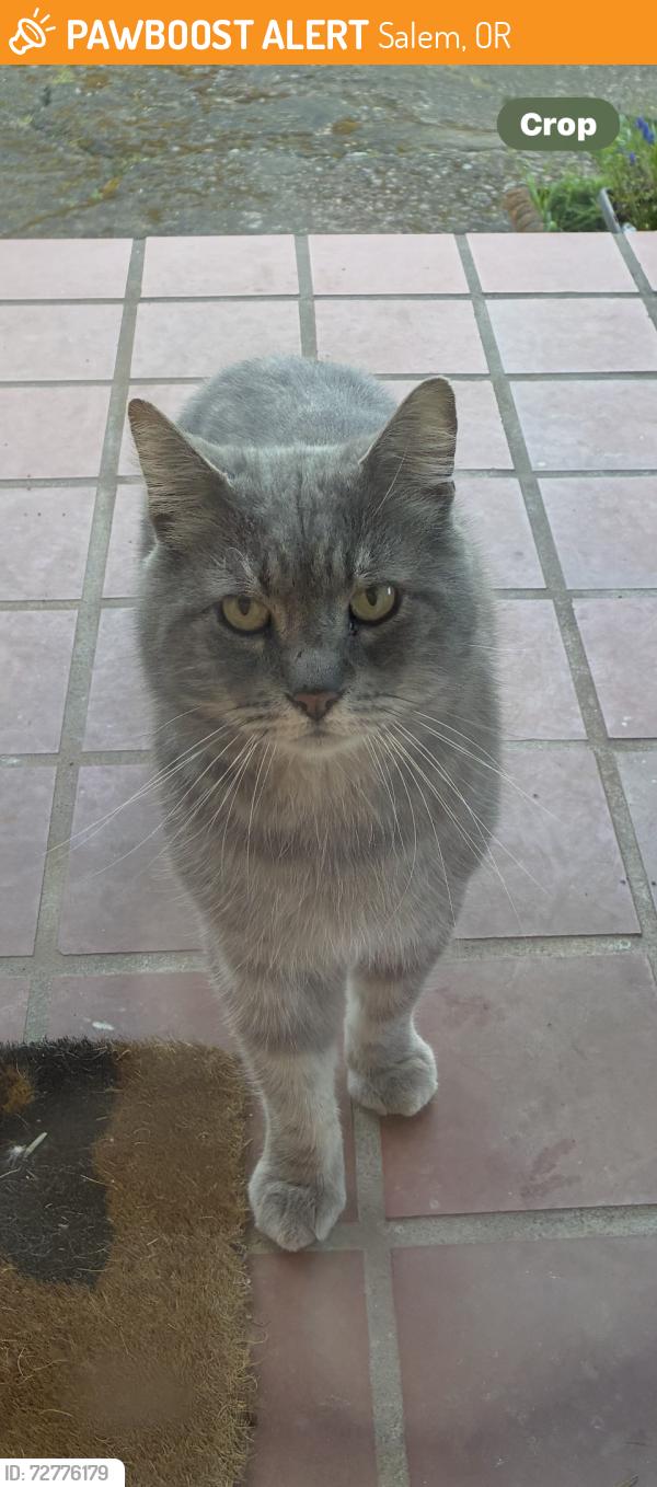 Found/Stray Male Cat last seen Madrona, Salem, OR 97302