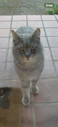 Found/Stray Male Cat last seen Madrona, Salem, OR 97302