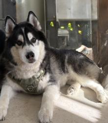Found/Stray Male Dog last seen Escondido, Escondido, CA 92046