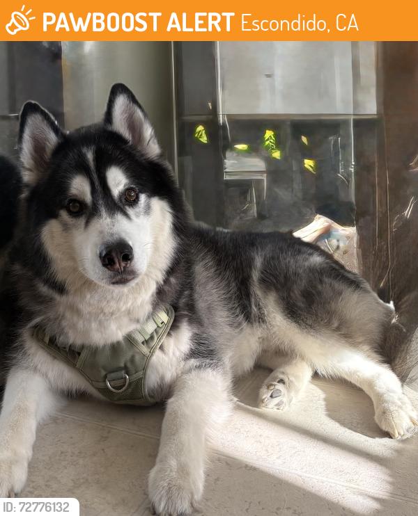 Found/Stray Male Dog last seen Escondido, Escondido, CA 92046