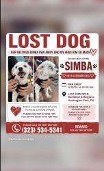 Lost Male Dog last seen stafford , Huntington Park, CA 90255