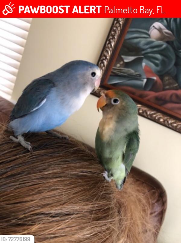 Lost Male Bird last seen Southwood middle school, Palmetto Bay, FL 33157