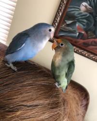 Lost Male Bird last seen Southwood middle school, Palmetto Bay, FL 33157