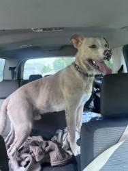 Found/Stray Male Dog last seen Dollar general 6871 FM 521, Brazoria, TX 77422