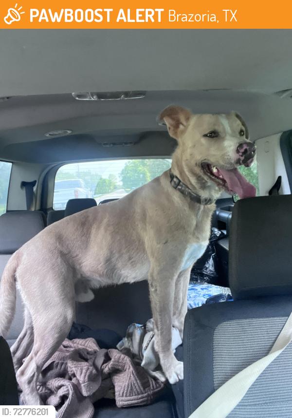 Found/Stray Male Dog last seen Dollar general 6871 FM 521, Brazoria, TX 77422