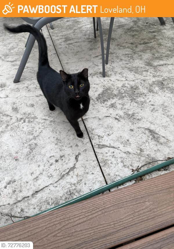 Found/Stray Unknown Cat last seen Lebanon and Bentcreek, Loveland, OH 45140