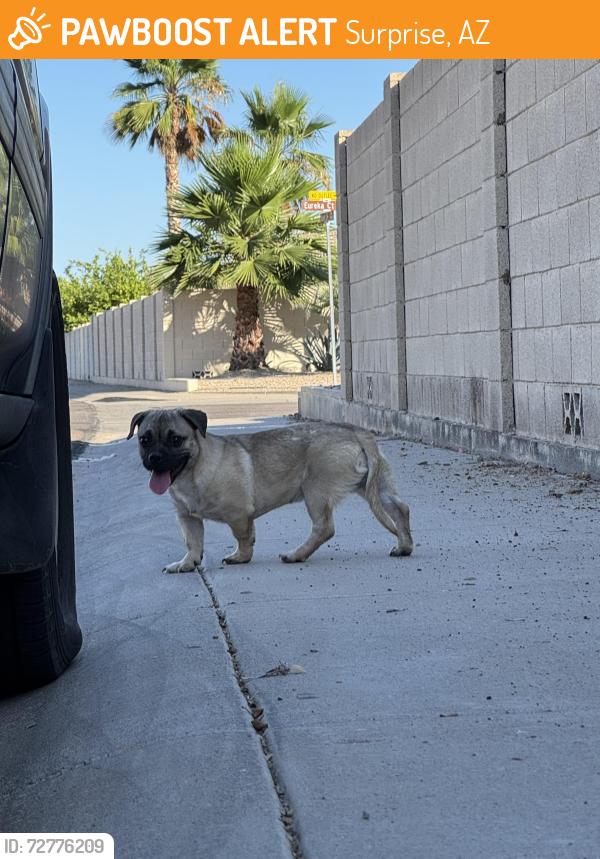 Found/Stray Male Dog last seen Kingswood Parke neighborhood, Surprise, AZ 85374