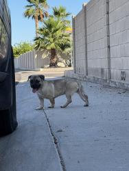 Found/Stray Male Dog last seen Kingswood Parke neighborhood, Surprise, AZ 85374