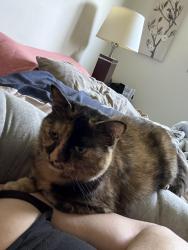 Lost Female Cat last seen Alcorn and Edgefield, Greensboro, NC 27409