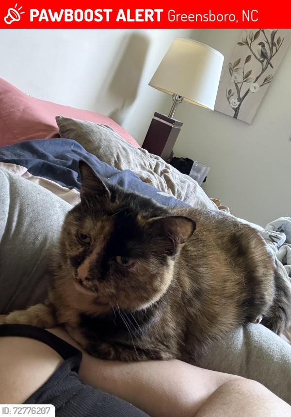 Lost Female Cat last seen Alcorn and Edgefield, Greensboro, NC 27409