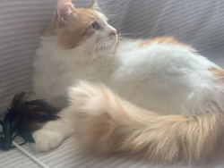 Lost Male Cat last seen Amberwood st Rohnert Park ca 94928), Rohnert Park, CA 94928