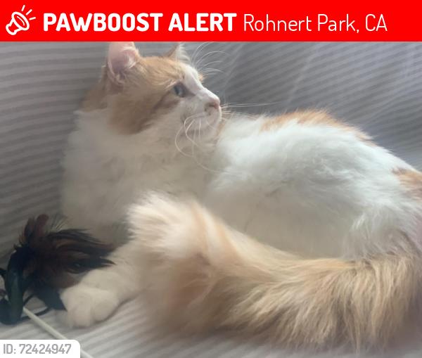 Lost Male Cat last seen Amberwood st Rohnert Park ca 94928), Rohnert Park, CA 94928