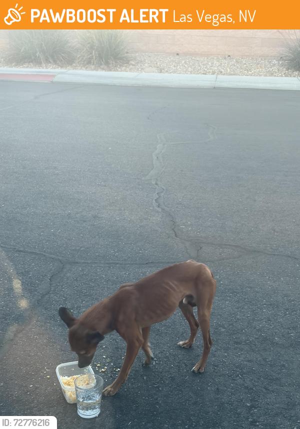 Found/Stray Male Dog last seen Lamb and azure, Las Vegas, NV 89115