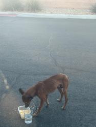Found/Stray Male Dog last seen Lamb and azure, Las Vegas, NV 89115