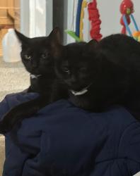 Lost Female Cat last seen North st and W Orleans, Otsego, MI 49078