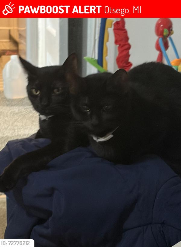 Lost Female Cat last seen North st and W Orleans, Otsego, MI 49078