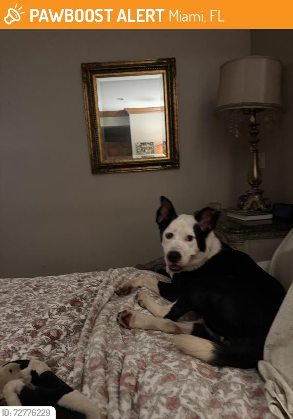 Found/Stray Female Dog last seen Nw 2 ave and nw second street little Havana , Miami, FL 33128