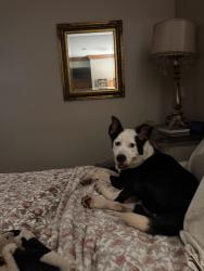 Found/Stray Female Dog last seen Nw 2 ave and nw second street little Havana , Miami, FL 33128