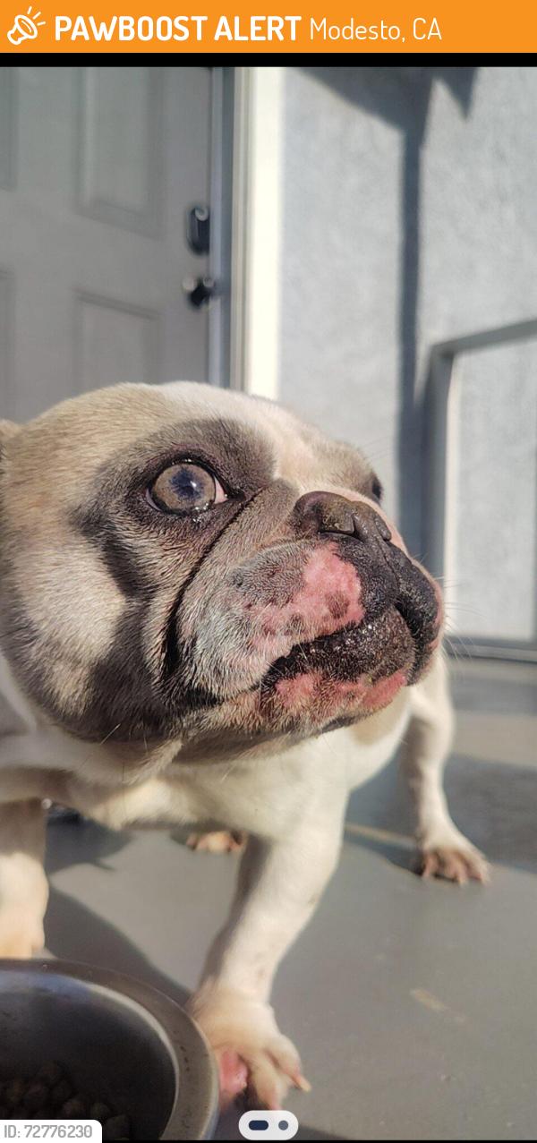 Found/Stray Female Dog last seen Airport neighborhood Modesto CA, Modesto, CA 95354