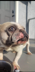 Found/Stray Female Dog last seen Airport neighborhood Modesto CA, Modesto, CA 95354
