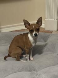 Lost Male Dog last seen Atascocita Road, Atascocita, TX 77346